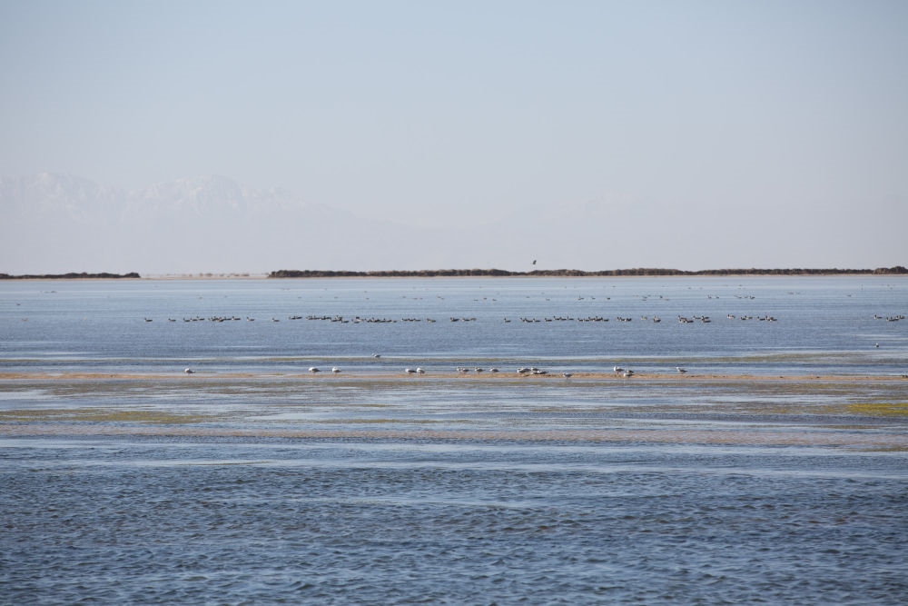 鳥兒在青海察爾汗鹽湖邊的淡水湖上棲息（2017年9月10日攝）。新華社記者 金立旺 攝