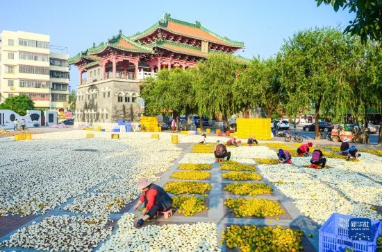 11月25日，在廣東省江門市新會區(qū)一處空地，人們對新會柑皮進行翻皮晾曬。