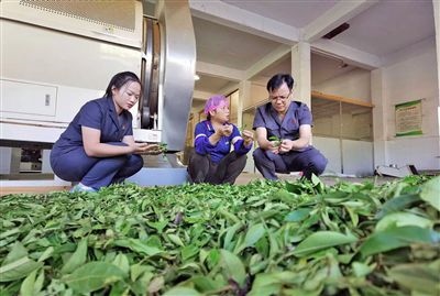  圖③：蒼梧法院六堡法庭法官深入茶企了解企業(yè)生產(chǎn)經(jīng)營(yíng)情況。