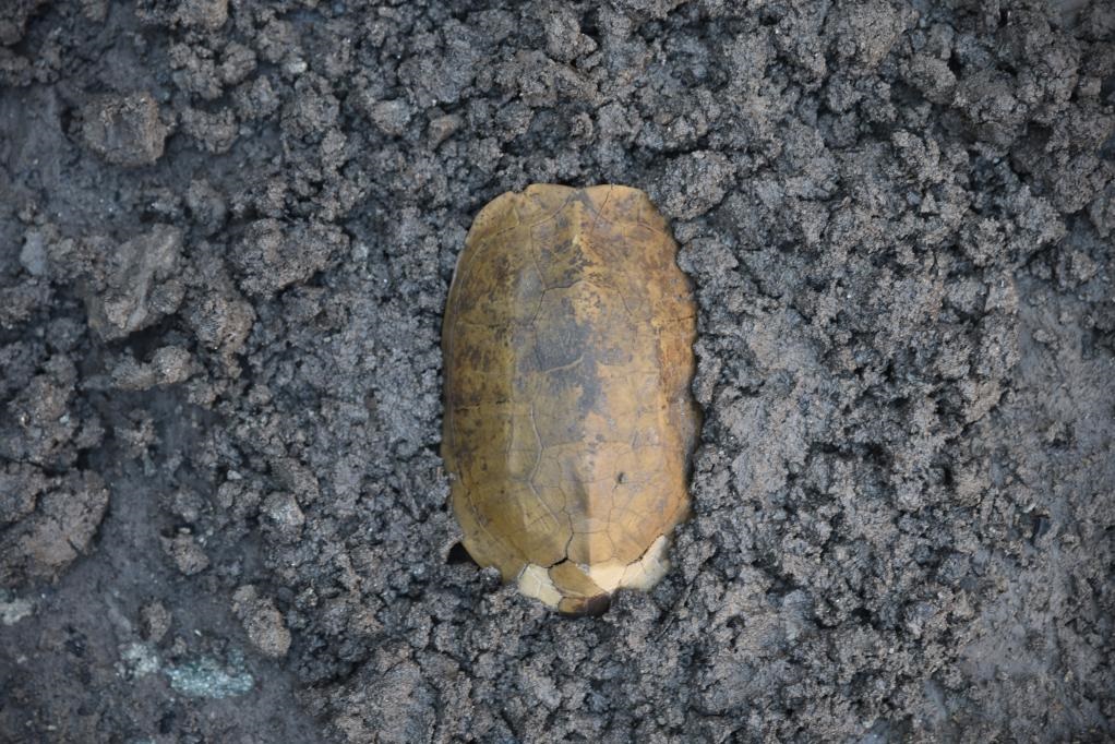 汶溪遺址出土的河姆渡文化早期完整龜甲。寧波市文化遺產管理研究院供圖