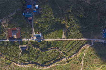 漠源鄉(xiāng)西柚基地。將樂(lè)縣農(nóng)業(yè)農(nóng)村局供圖