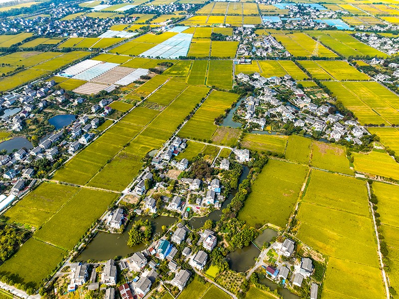 2023年10月22日，浙江海寧市黃灣鎮(zhèn)，金秋時(shí)節(jié)，金黃色的稻田與美麗鄉(xiāng)村構(gòu)成一幅寧靜祥和的畫卷。