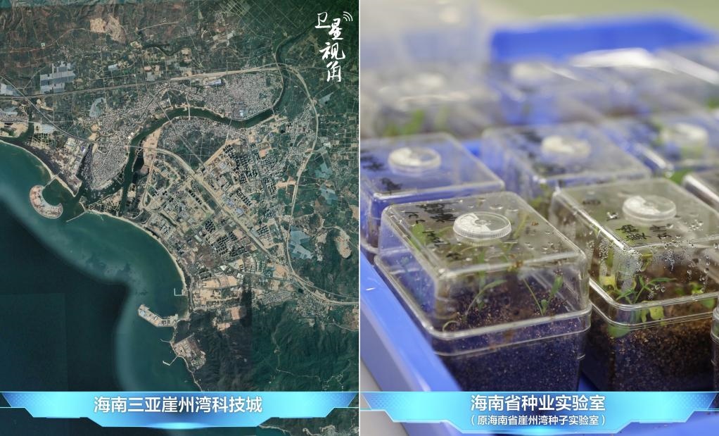 位于三亞崖州灣科技城的海南省種業(yè)實驗室（原海南省崖州灣種子實驗室）將形成輻射全國和“一帶一路”沿線國家的種子科學技術(shù)創(chuàng)新中心。