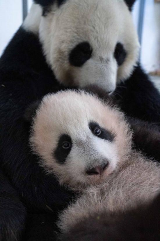  這是2023年12月21日在俄羅斯莫斯科動物園拍攝的大熊貓幼崽“喀秋莎”（前）和大熊貓媽媽“丁丁”在一起的照片。新華社發(fā)（莫斯科動物園供圖）