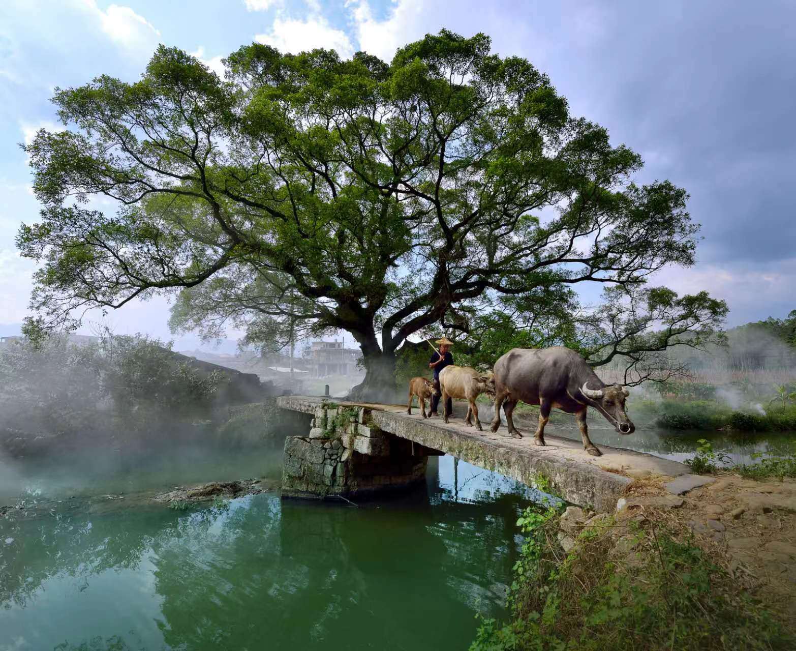 鹿鳴橋。(鄭紀(jì)人物處配圖) 張穎 攝