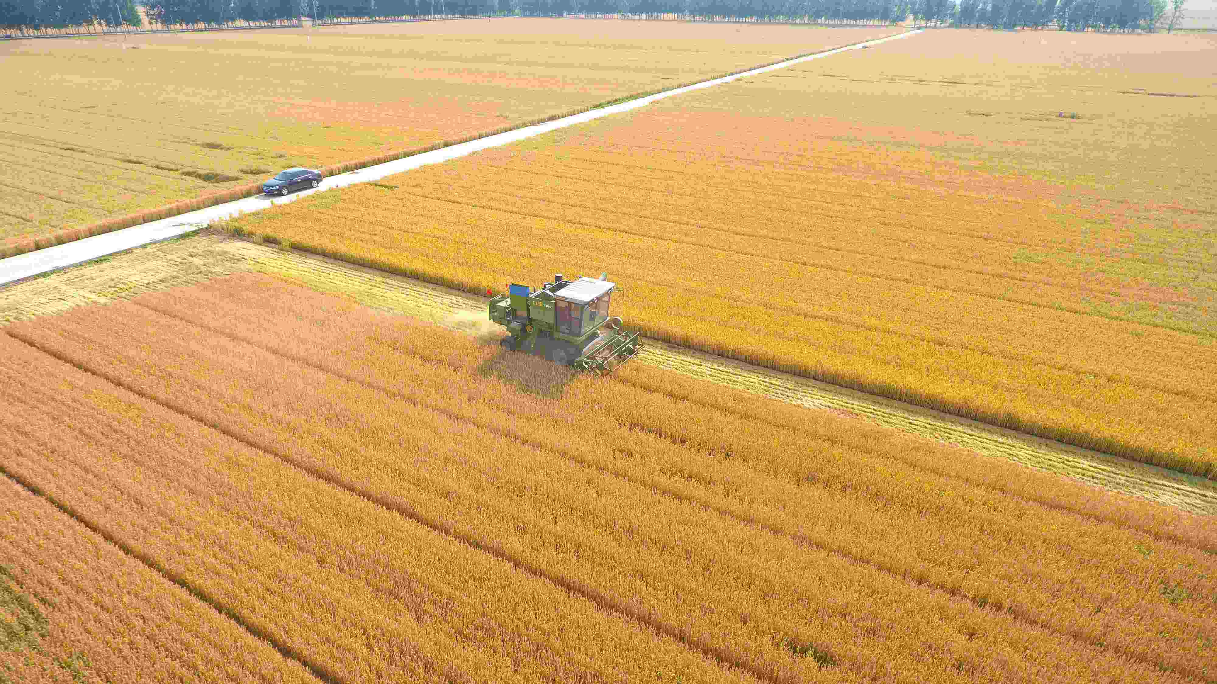 △ 2023年6月5日，山東聊城茌平區(qū)賈寨鎮(zhèn)王藥包村，收割機在田間進(jìn)行小麥?zhǔn)崭钭鳂I(yè)。