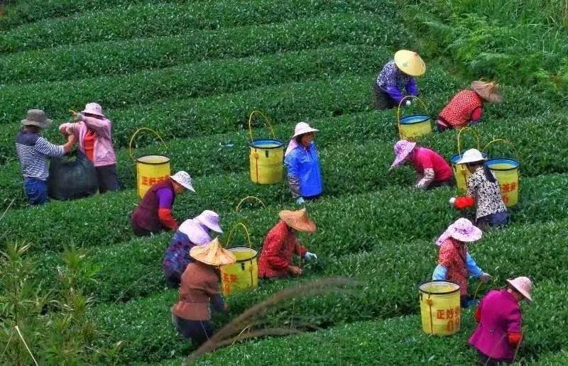 △軍營村茶農在茶園采茶。