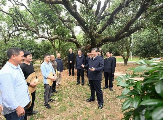 2023年4月11日，習(xí)近平總書(shū)記在廣東茂名高州市根子鎮(zhèn)柏橋村荔枝種植園，同現(xiàn)場(chǎng)技術(shù)人員親切交流。