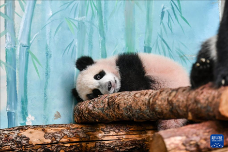 這是3月8日在俄羅斯莫斯科動物園拍攝的大熊貓“喀秋莎”。新華社記者 曹陽 攝