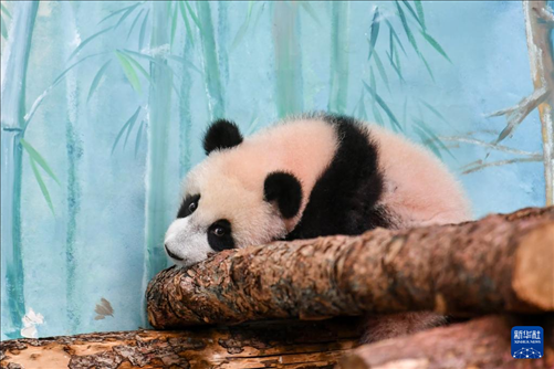 這是3月8日在俄羅斯莫斯科動物園拍攝的大熊貓“喀秋莎”。新華社記者 曹陽 攝