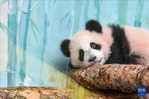 這是3月8日在俄羅斯莫斯科動物園拍攝的大熊貓“喀秋莎”。新華社記者 曹陽 攝