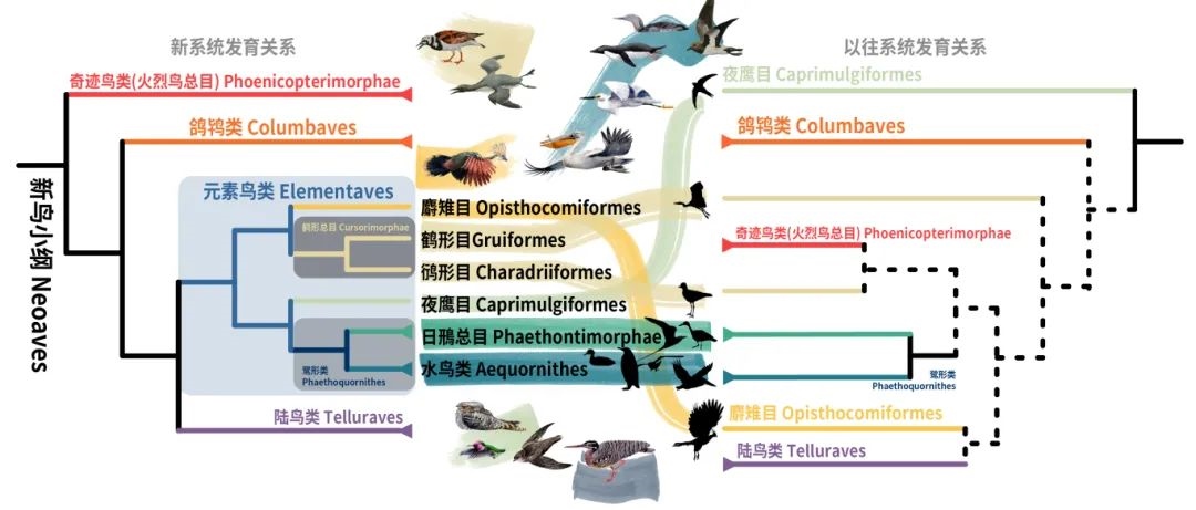新鳥小綱主要類群的分類變動。浙江大學供圖
