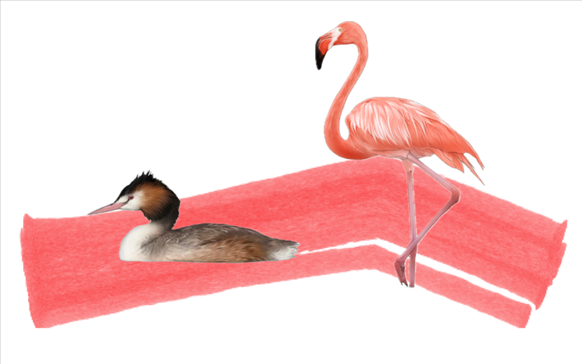 奇跡鳥類（火烈鳥總目）。浙江大學供圖