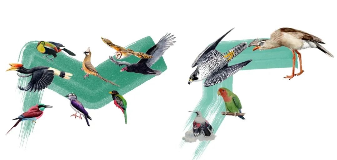 陸鳥類。浙江大學供圖