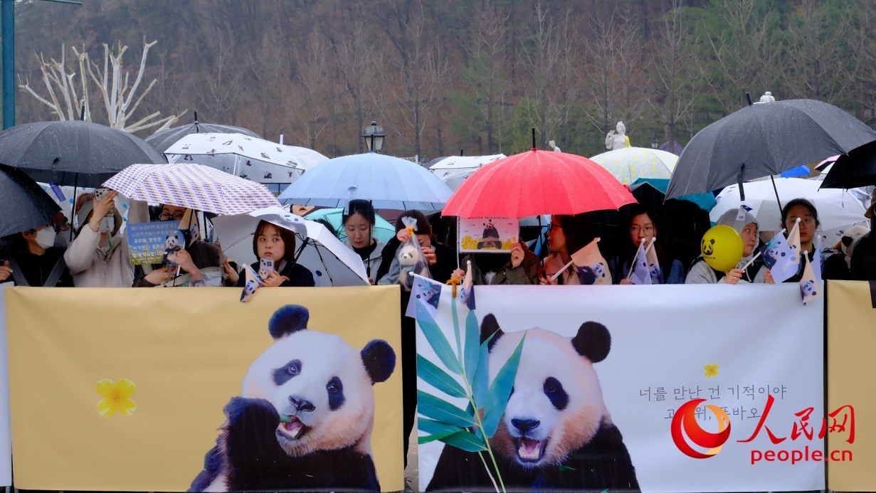 粉絲們在雨中為“福寶”送行。 人民網(wǎng) 李帆攝