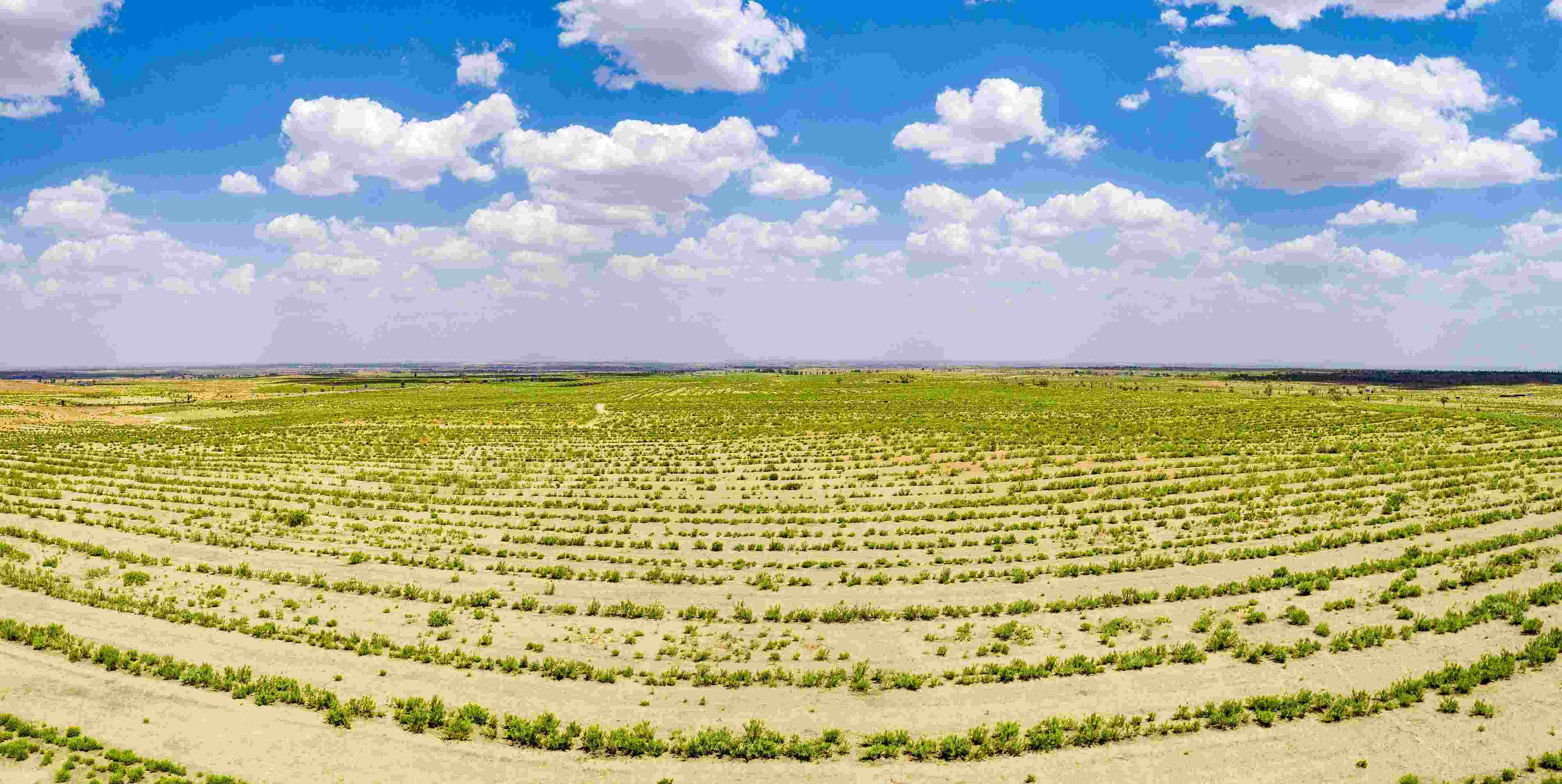 2023年6月7日，內(nèi)蒙古鄂爾多斯，毛烏素沙漠。