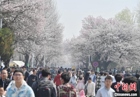4月21日，大量游客來到吉林大學南嶺校區(qū)賞花。張瑤 攝
