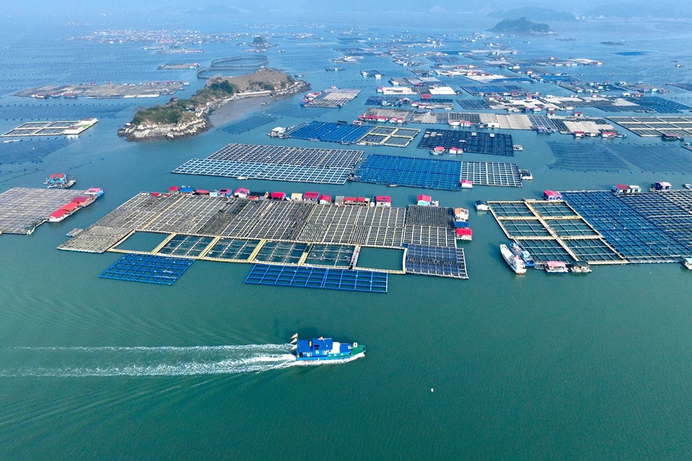 這是2024年1月11日拍攝的福建省寧德市霞浦縣海上養(yǎng)殖區(qū)（無人機(jī)照片）。新華社記者 姜克紅 攝