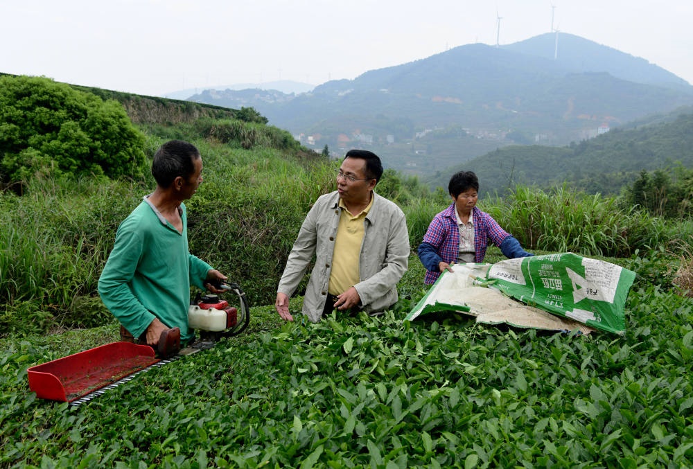 2024年5月9日，在福建省安溪縣西坪鎮(zhèn)珠洋村，科技特派員（中）在指導(dǎo)茶農(nóng)使用機(jī)器科學(xué)化采收茶葉。新華社記者 魏培全 攝