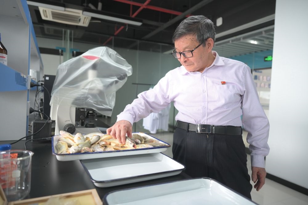 2024年5月8日，劉家富在位于福建省寧德市科技服務(wù)中心大樓的海水養(yǎng)殖生物育種全國(guó)重點(diǎn)實(shí)驗(yàn)室了解大黃魚的培育情況。新華社記者 林善傳 攝