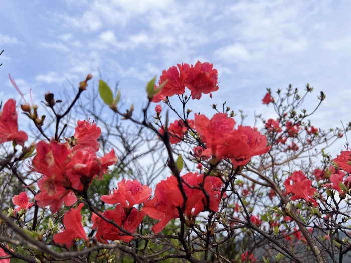 陽明山的杜鵑花。人民網(wǎng) 高清揚(yáng)攝