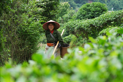 2024年4月24日，湖南省衡陽市耒陽市龍?zhí)伶?zhèn)江頭貢茶葉種植專業(yè)合作社，村民在茶山采摘茶葉，實現(xiàn)了家門口就業(yè)。