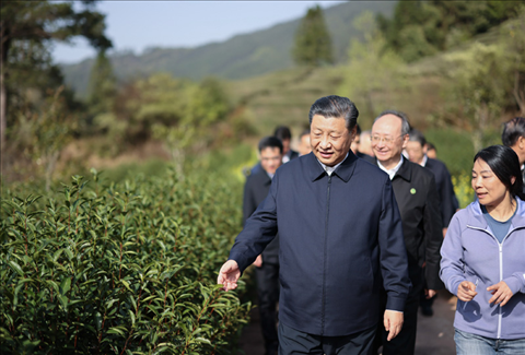 2021年3月22日下午，習近平在福建省南平市武夷山市星村鎮(zhèn)燕子窠生態(tài)茶園，察看春茶長勢，了解當?shù)夭璁a(chǎn)業(yè)發(fā)展情況。