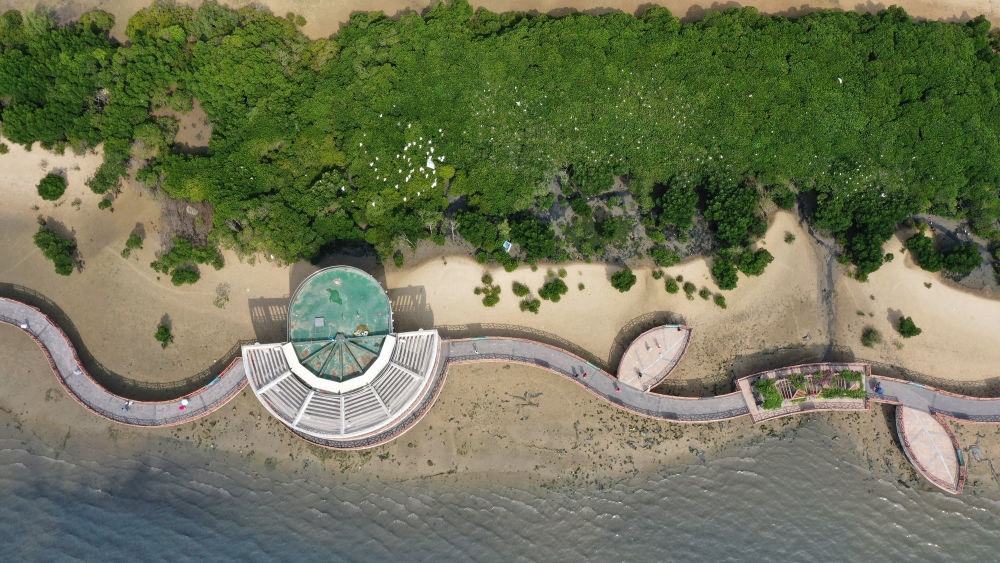 俯瞰廣東湛江市區(qū)海邊的紅樹林（2023年5月25日攝，無人機照片）。