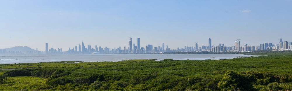 深圳福田紅樹林濕地（2024年1月19日攝）。在深圳，茂密的紅樹林東起新洲河口、西至深圳灣公園，懷抱城市中心區(qū)域，沿海岸線形成了長約6公里的“綠色長城”，為每年數(shù)以十萬計的候鳥留下彌足珍貴的國際遷徙通道。