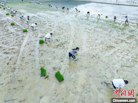 圖為5月21日，航拍綏陽縣旺草中學(xué)學(xué)生在旺草萬畝大壩體驗(yàn)插秧。唐哲 攝