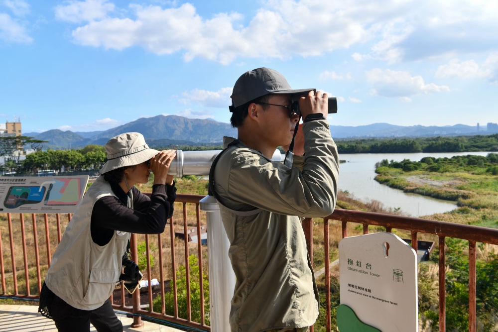  工作人員在深圳福田紅樹林濕地進行黑臉琵鷺種群數(shù)量調(diào)查（2024年1月19日攝）。