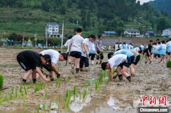 圖為5月21日，綏陽縣旺草中學(xué)學(xué)生在旺草萬畝大壩體驗(yàn)插秧。唐哲 攝