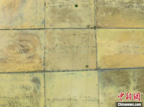 圖為5月21日，航拍綏陽縣旺草中學(xué)學(xué)生在旺草萬畝大壩體驗(yàn)插秧。唐哲 攝
