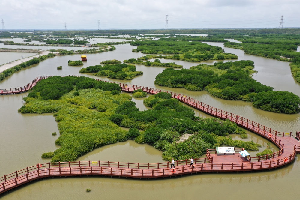 在廣東省湛江市金牛島拍攝的紅樹林（2023年5月25日攝，無人機照片）。