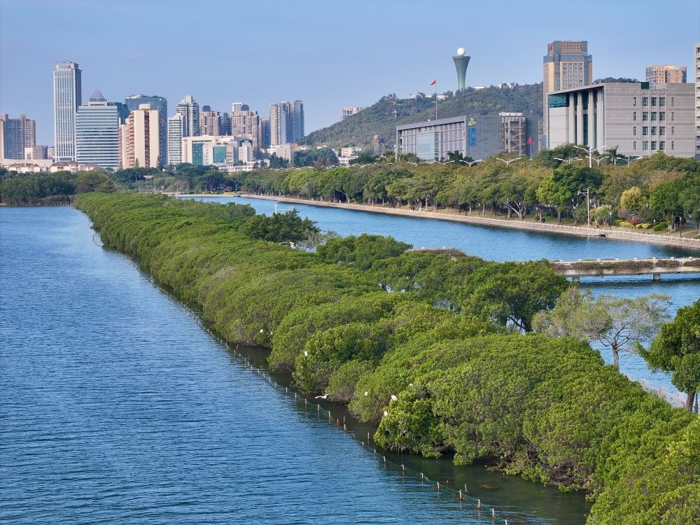 福建廈門筼筜湖紅樹林種植帶（2024年1月24日攝，無人機照片）。