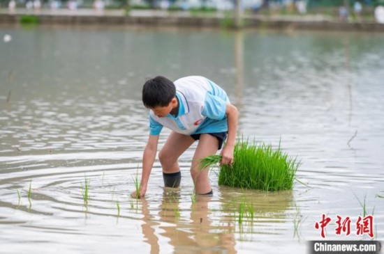 圖為5月21日，一名學(xué)生在綏陽縣旺草萬畝大壩體驗(yàn)插秧。唐哲 攝