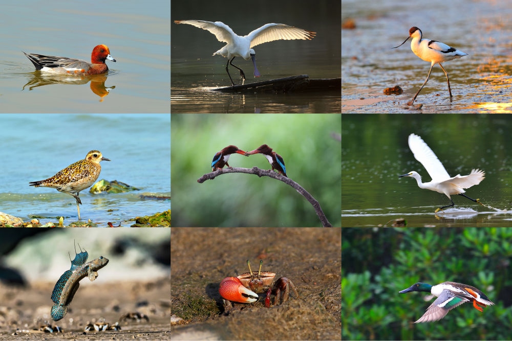  在深圳福田紅樹林濕地棲息或越冬的動物（廣東內(nèi)伶仃福田國家級自然保護區(qū)管理局供圖）。