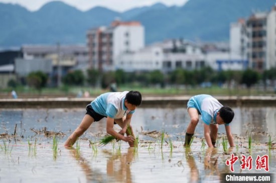圖為5月21日，兩名學(xué)生在綏陽縣旺草萬畝大壩體驗(yàn)插秧。唐哲 攝