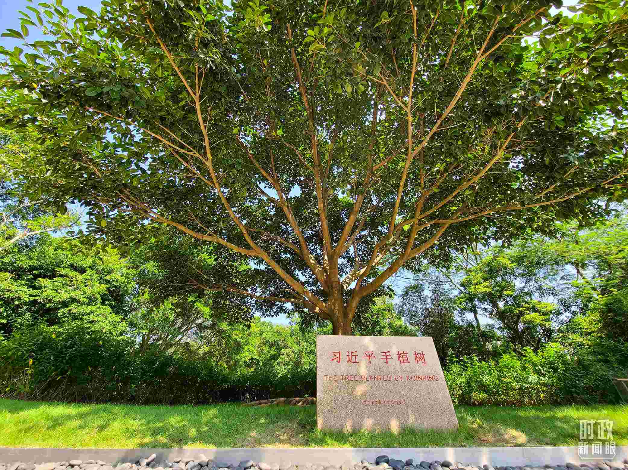習近平2012年在深圳蓮花山公園種下的高山榕樹已枝繁葉茂。（總臺央視記者趙化拍攝）