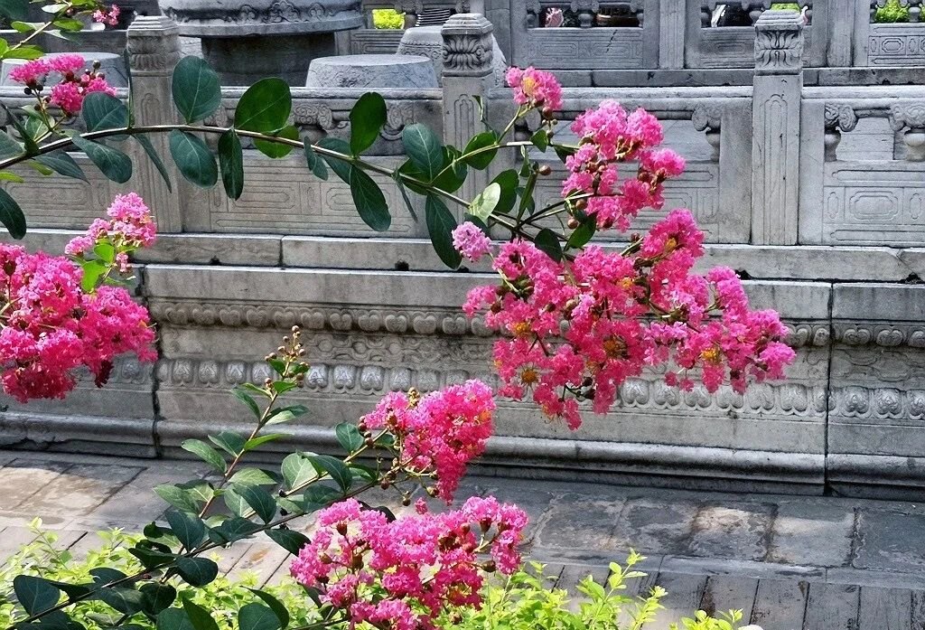 夏天的故宮一角。故宮博物院供圖