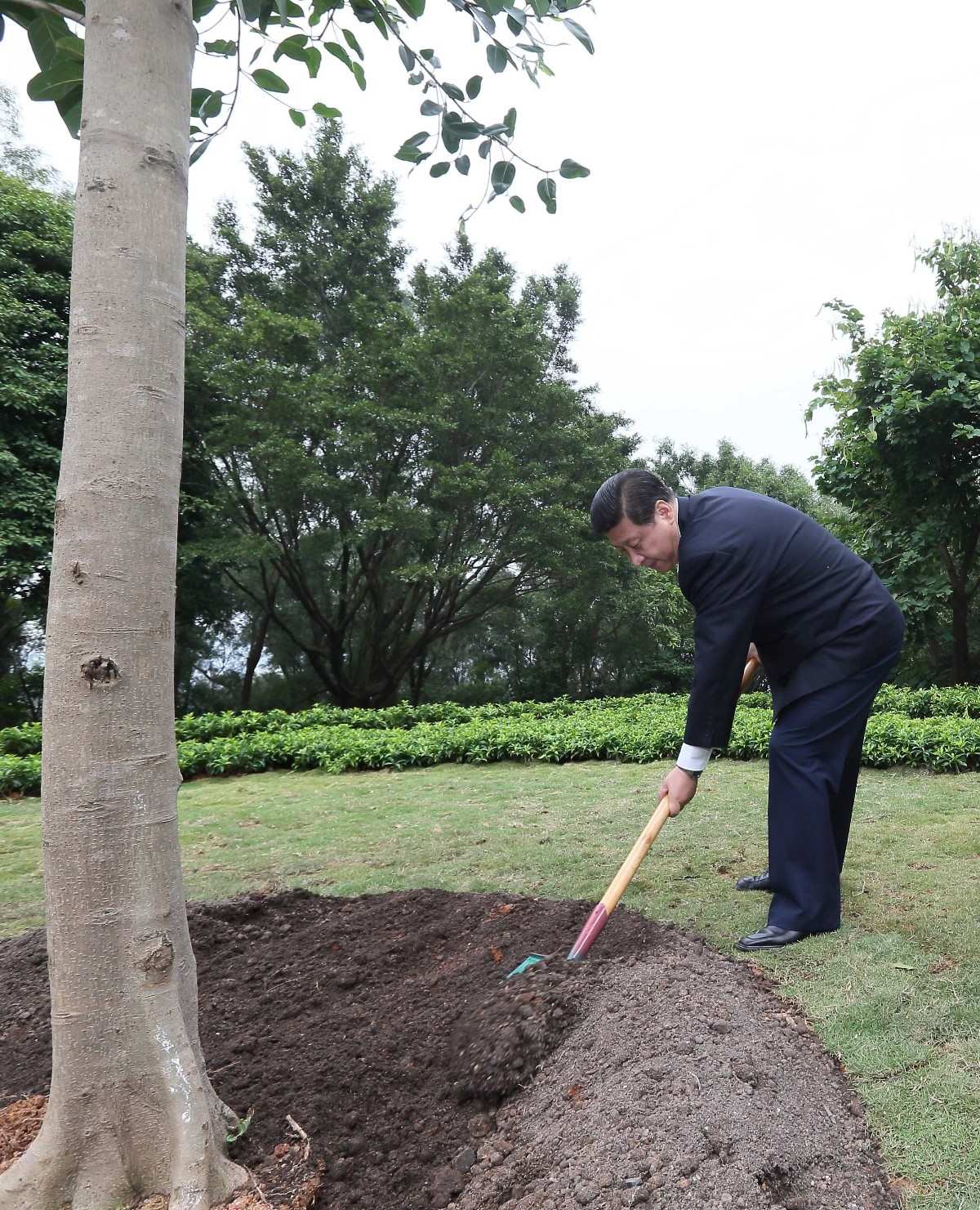 2012年12月8日，習(xí)近平在深圳蓮花山公園種下一棵高山榕樹。