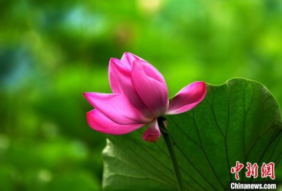 6月19日，時值一年畢業(yè)季，四川大學(xué)望江校區(qū)荷花池里的荷花盛開，成為了畢業(yè)生們的打卡圣地，吸引了眾多畢業(yè)生拍照留念。圖為盛開的荷花。中新社記者 安源 攝