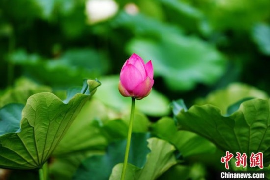 6月19日，時值一年畢業(yè)季，四川大學(xué)望江校區(qū)荷花池里的荷花盛開，成為了畢業(yè)生們的打卡圣地，吸引了眾多畢業(yè)生拍照留念。圖為含苞待放的荷花。中新社記者 安源 攝