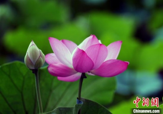 6月19日，時值一年畢業(yè)季，四川大學(xué)望江校區(qū)荷花池里的荷花盛開，成為了畢業(yè)生們的打卡圣地，吸引了眾多畢業(yè)生拍照留念。圖為盛開的荷花。中新社記者 安源 攝