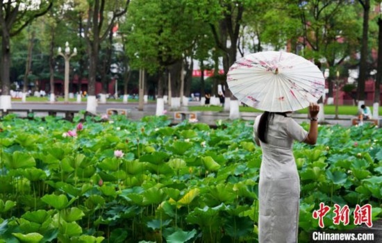 6月19日，時值一年畢業(yè)季，四川大學(xué)望江校區(qū)荷花池里的荷花盛開，成為了畢業(yè)生們的打卡圣地，吸引了眾多畢業(yè)生拍照留念。圖為畢業(yè)生在荷花池邊拍照留念。中新社記者 安源 攝