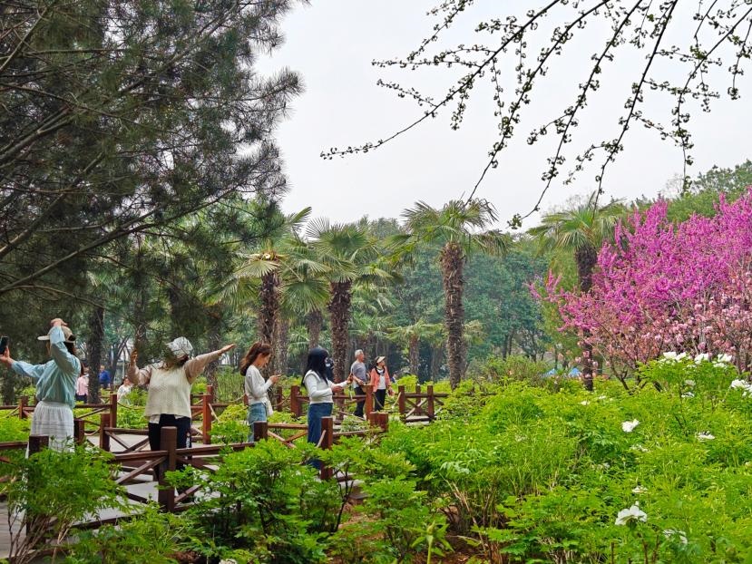在河南省洛陽市中國國花園，游客漫步花海、自拍留念。人民網(wǎng) 王雅蝶攝