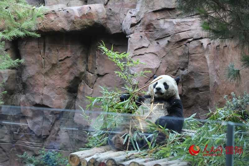 2、“云川”和“鑫寶”落戶圣迭戈動(dòng)物園，開啟了新一輪中美大熊貓保護(hù)合作。 人民網(wǎng)記者 李志偉攝 (1)