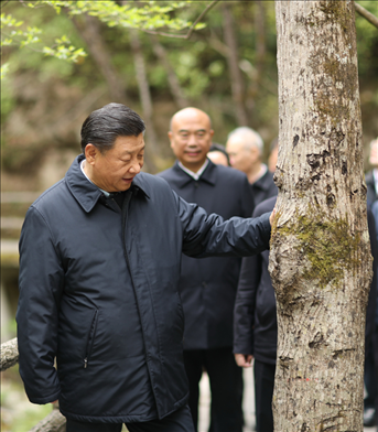 2020年4月，習(xí)近平總書(shū)記來(lái)到位于商洛市柞水縣的秦嶺牛背梁國(guó)家級(jí)自然保護(hù)區(qū)，考察秦嶺生態(tài)保護(hù)情況。新華社記者 鞠鵬 攝