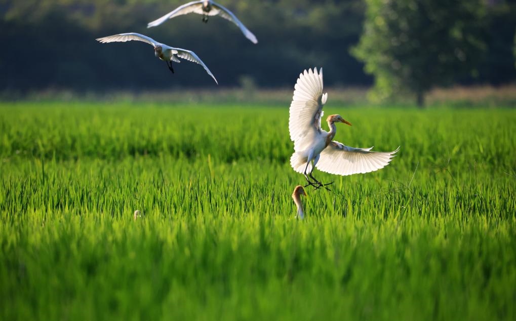 2023年8月7日，鷺鳥在山東省臨沂市郯城縣郯城街道水稻田間飛舞。新華社發(fā)（張春雷 攝）