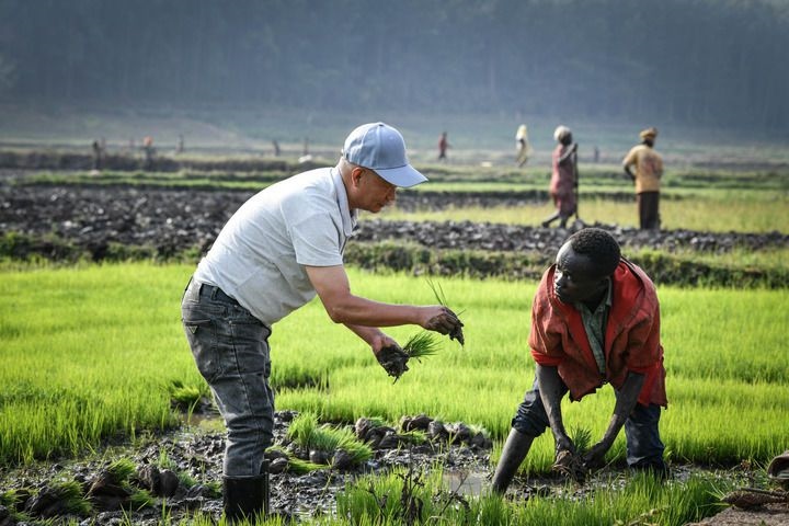 2024年8月14日，在盧旺達南方省胡耶區(qū)的中國援盧旺達農(nóng)業(yè)技術(shù)示范中心，水稻專家鄭瑞金（左）在稻田里指導(dǎo)當(dāng)?shù)氐巨r(nóng)進行秧苗移栽。新華社記者 韓旭 攝